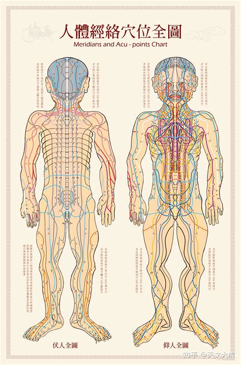 人身穴位圖|超全人体穴位图谱（附经络循行动图）